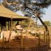 Sanctuary Swala, Tarangire